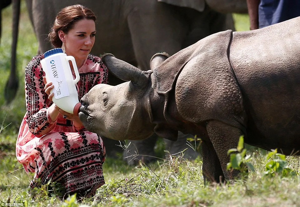 Kate Middleton enjoyed giving a bottle to a baby rhino in India