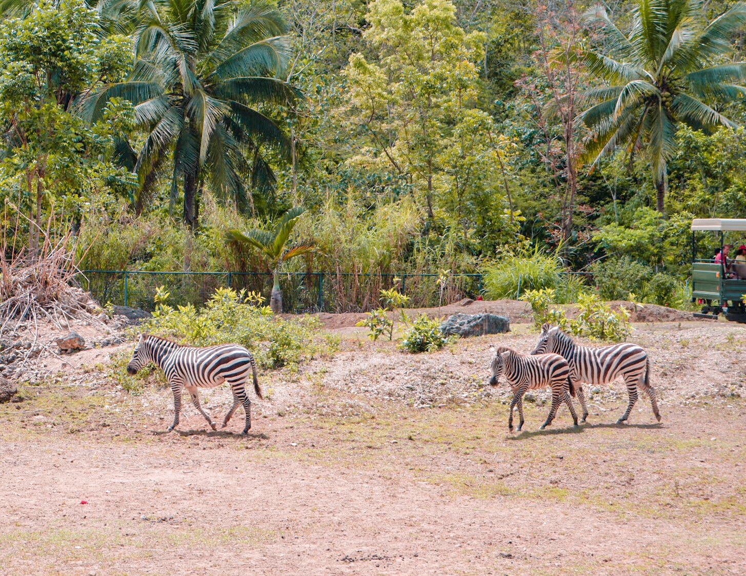 Zayn s First Zoo Experience Off Duty Mama Cebu Mommy And Lifestyle zayn-s-first-zoo-experience-off-duty-mama-cebu-mommy-and-lifestyle