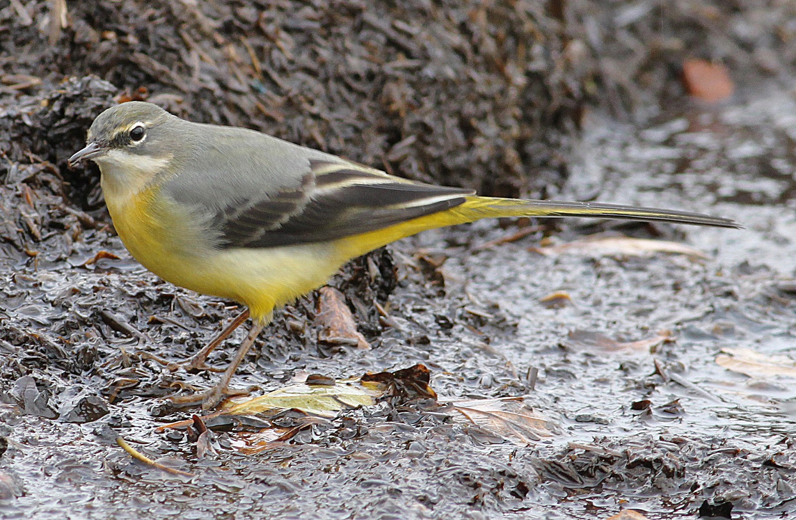 Another Bird Blog Grey Or Yellow?