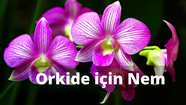 Orkide Bakımında Nemin Önemi