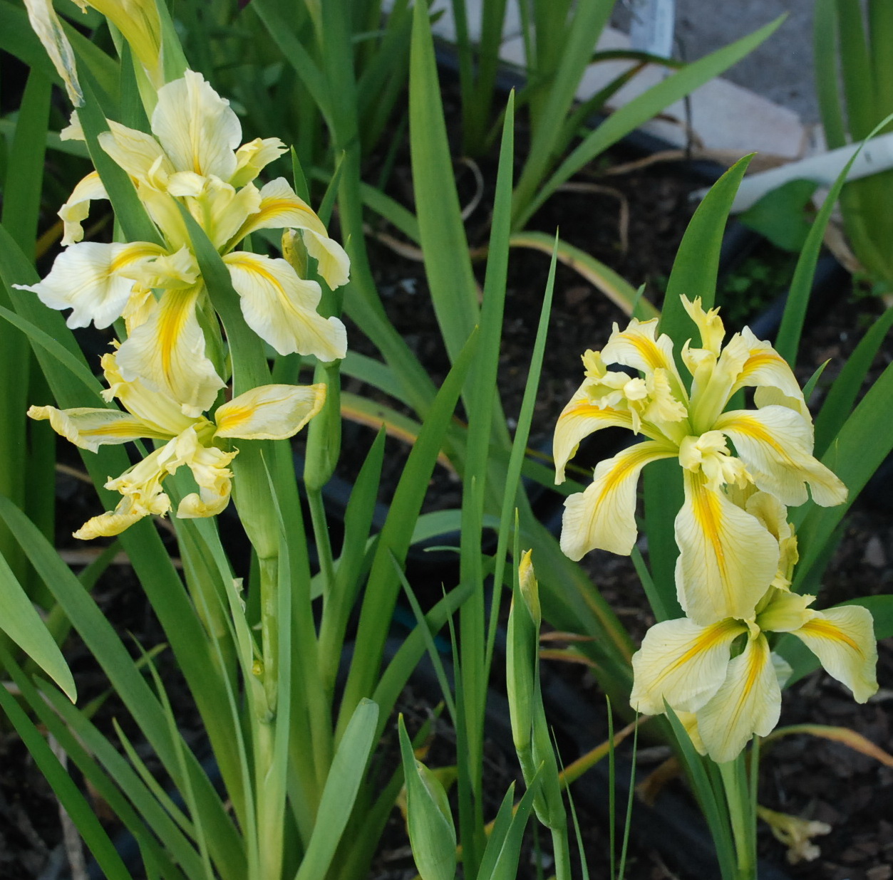 World of Irises: Louisiana Irises That Make Me Happy