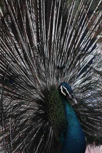 animal pictures animal pictures