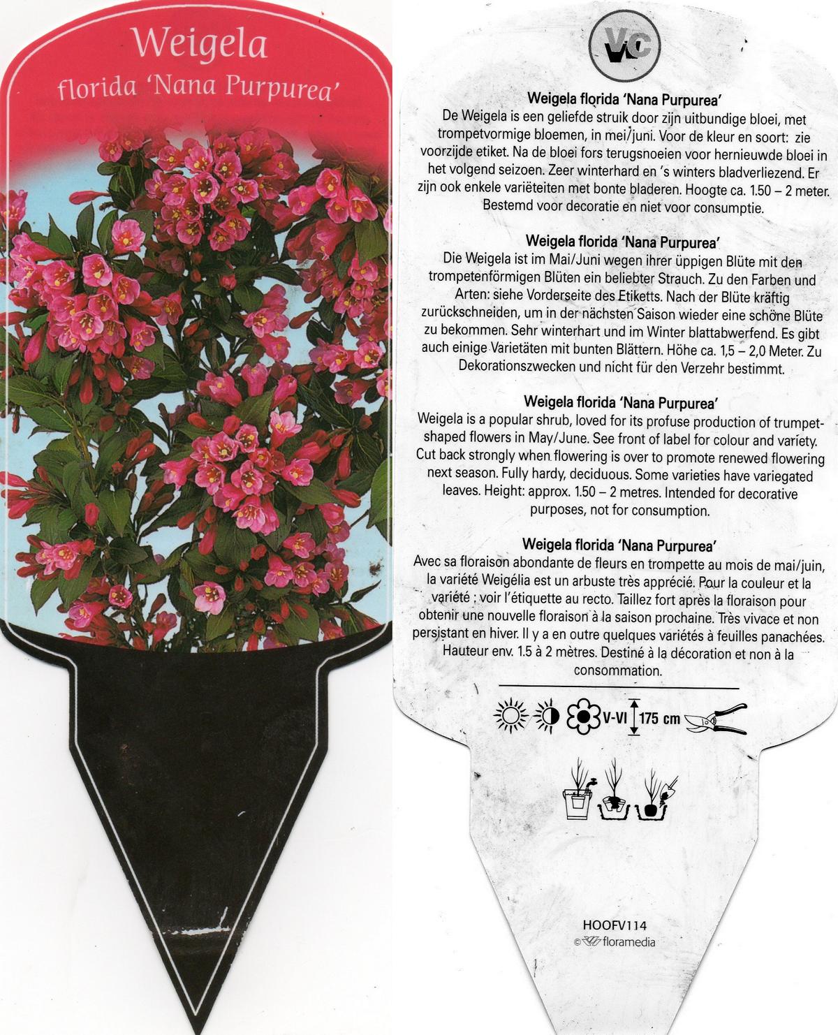 Prickly And Bitter Is Weigela The New Catnip