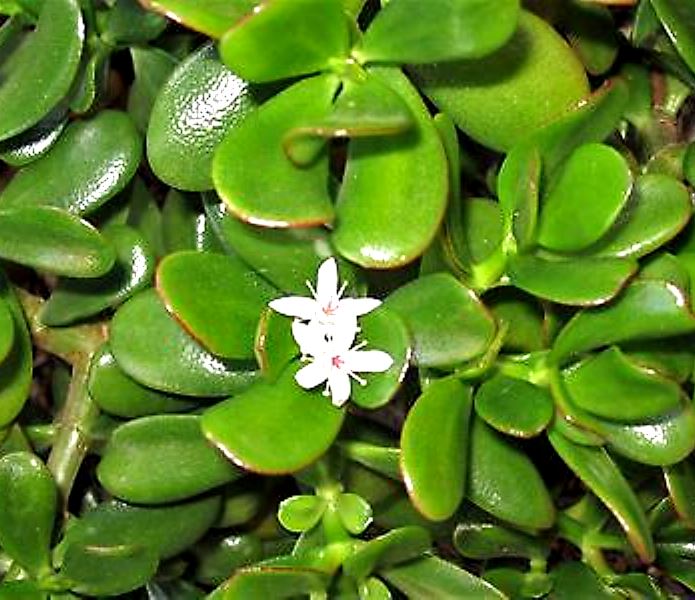 5 plantas para atraer la prosperidad