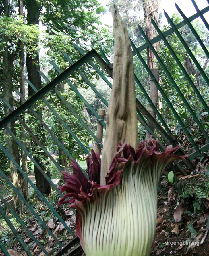 bunga bangkai kebun raya bogor