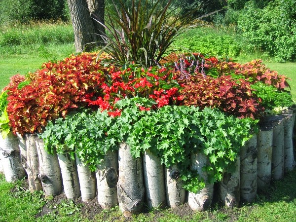 Tips for the home garden during September