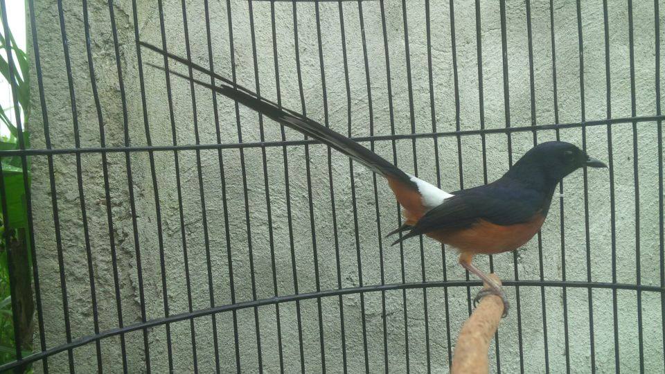 Foto-foto Burung Murai Batu Ekor Panjang Cantik - Bisnis Setiap Hari