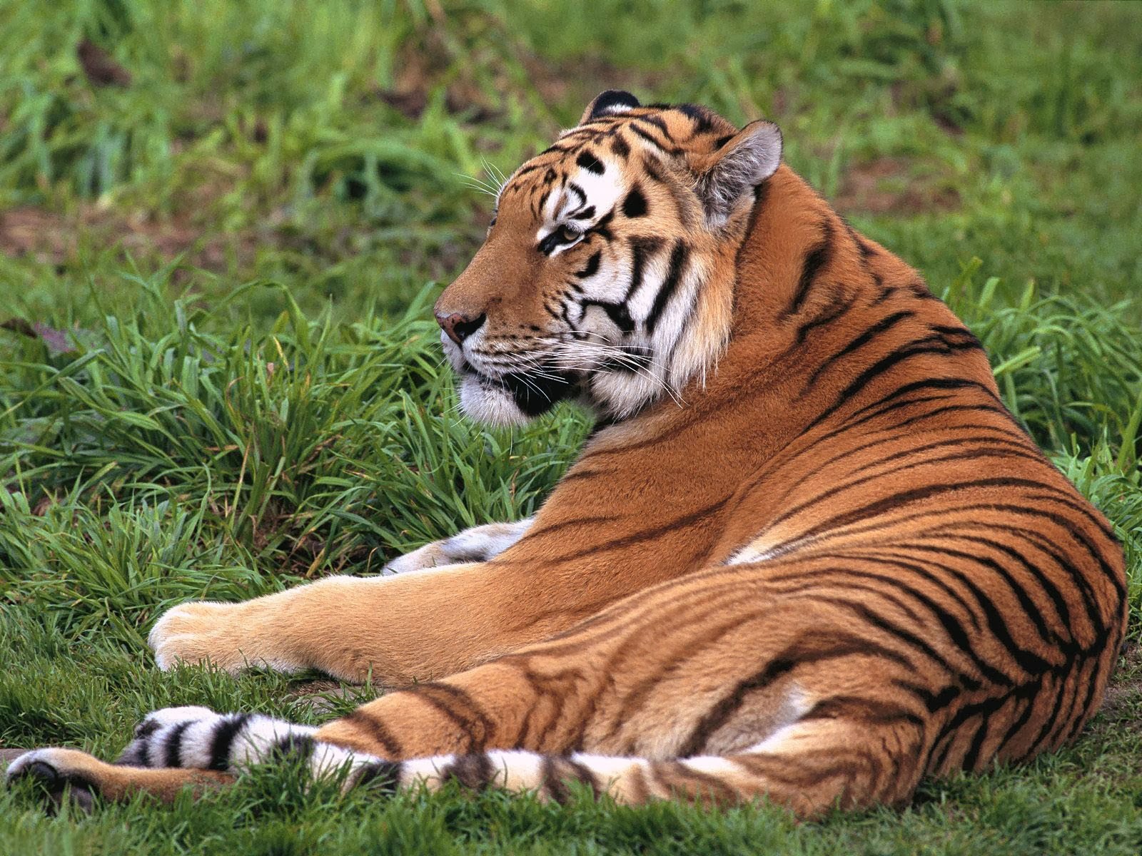 HD Wallpapers: December 2013