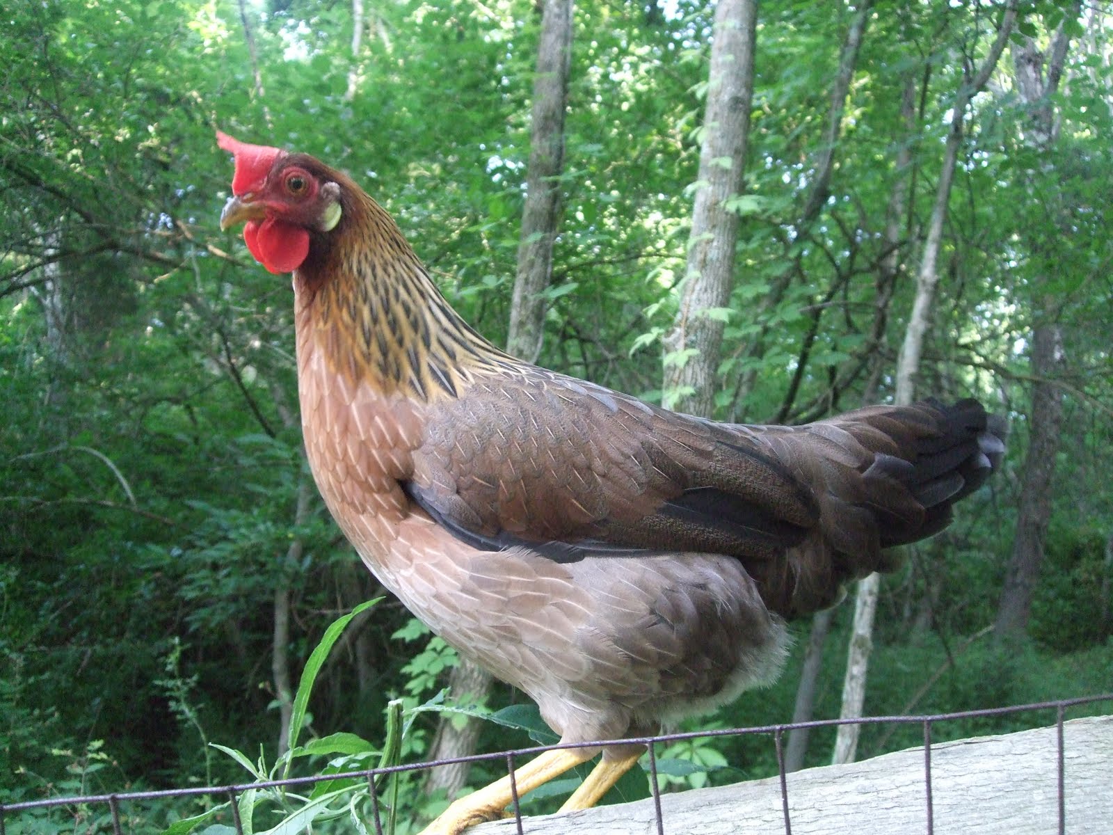 Pam's Backyard Chickens Harry Potter Chickens