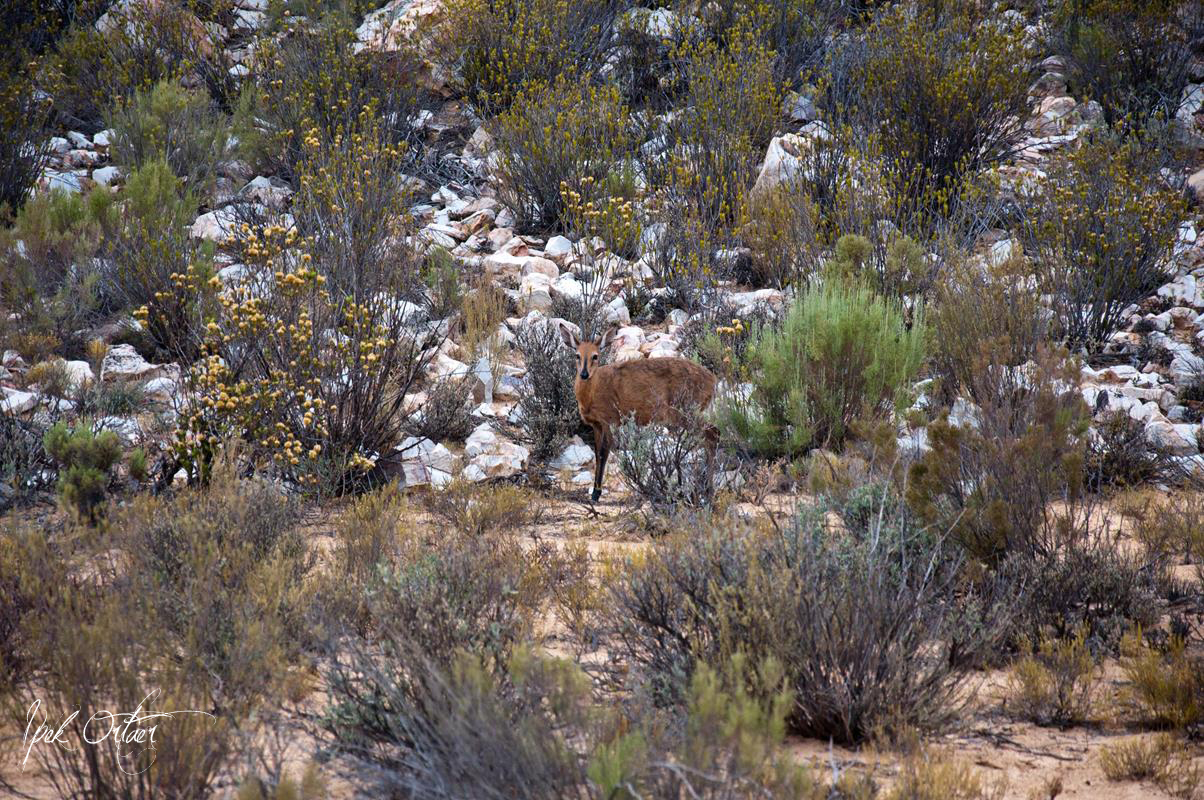 Cape Town’da Safariye Gitmek Ipek�s Photoblog