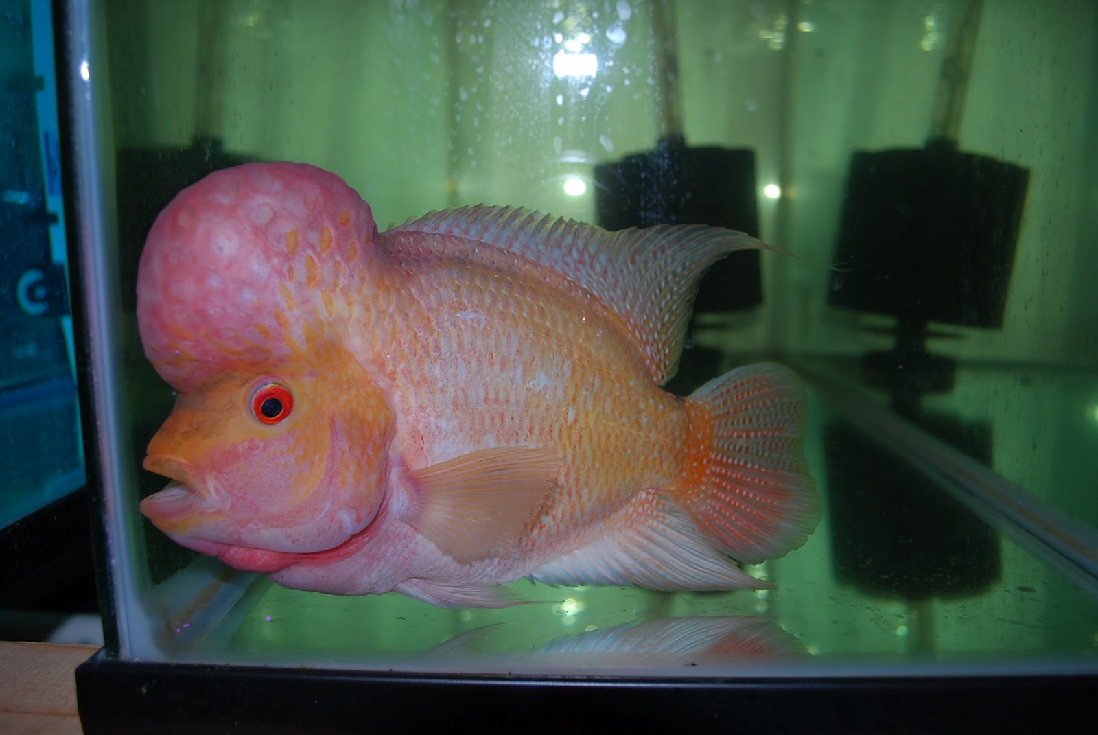 flowerhorn fish