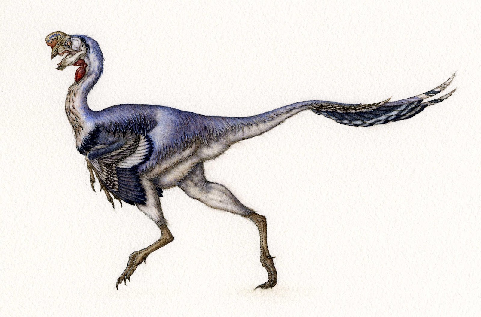 Citipati osmolskae