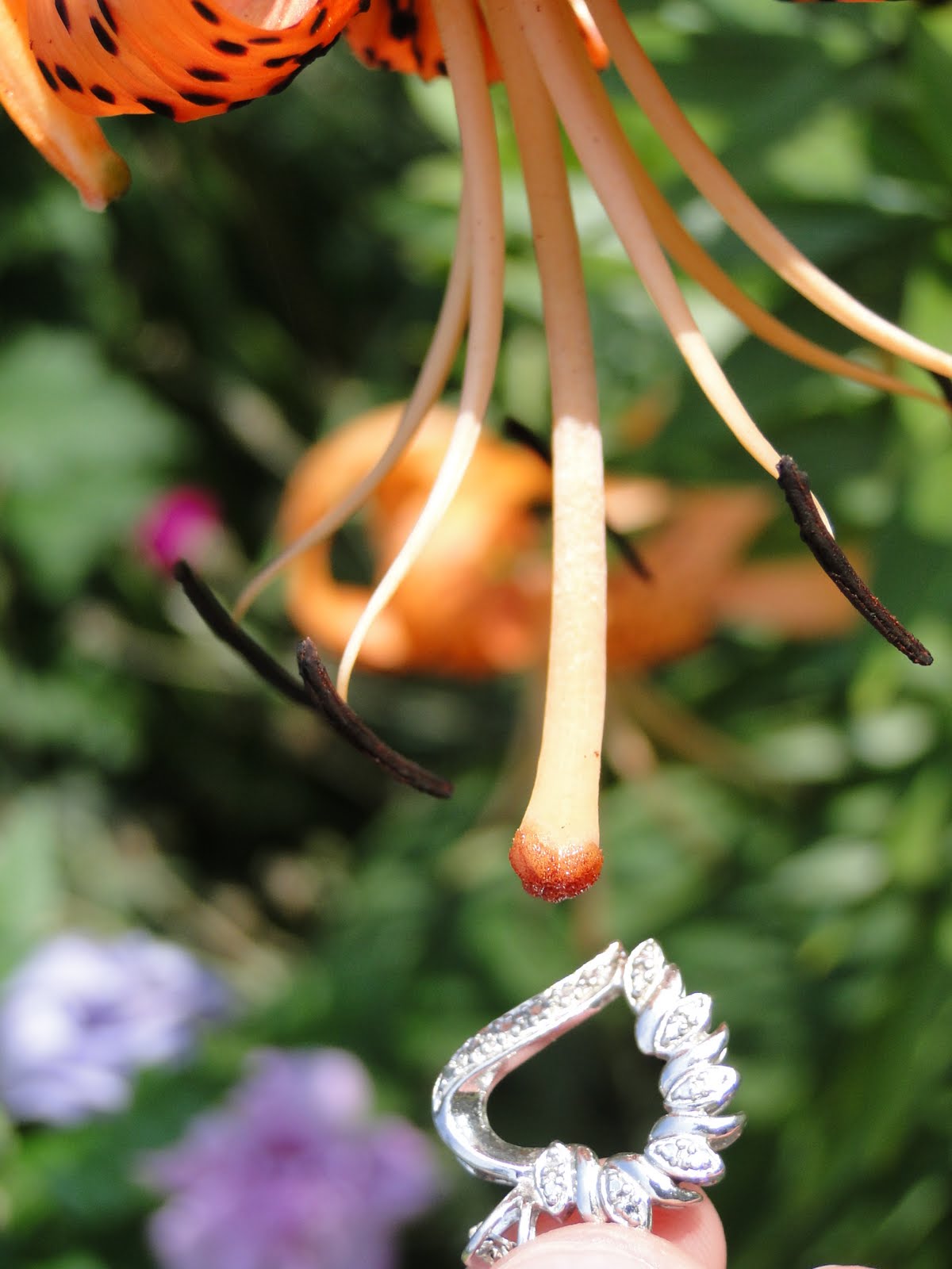 STHS AP Biology Stigma and Style of Carpel