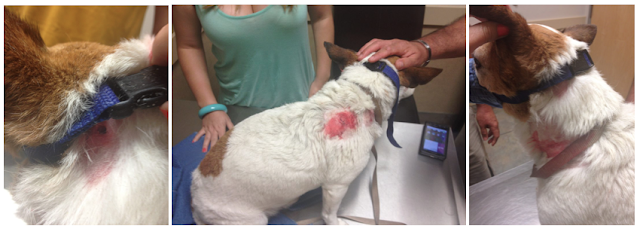 Jack Russell Terrier with dog bite