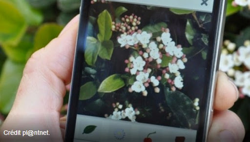 不認識這植物嗎？沒關係，讓法國的Pl@ntNet APP告訴你！