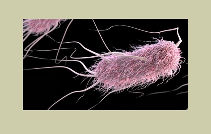 Eubacteria dan Archaebacteria : Pengertian, Ciri, Klasifikasi