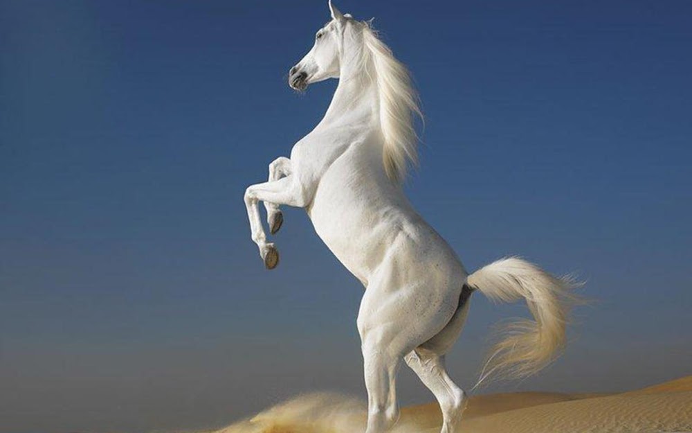 The Horse The Horse