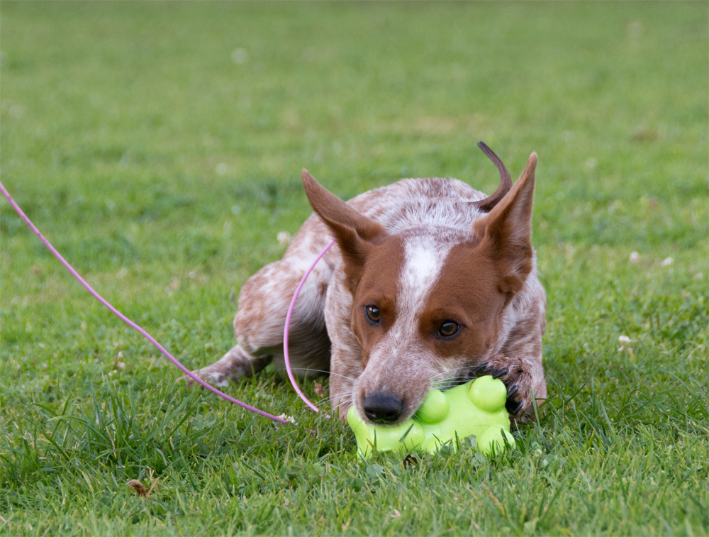 The Dog Geek Product Review Petmate JW Megalast Bear