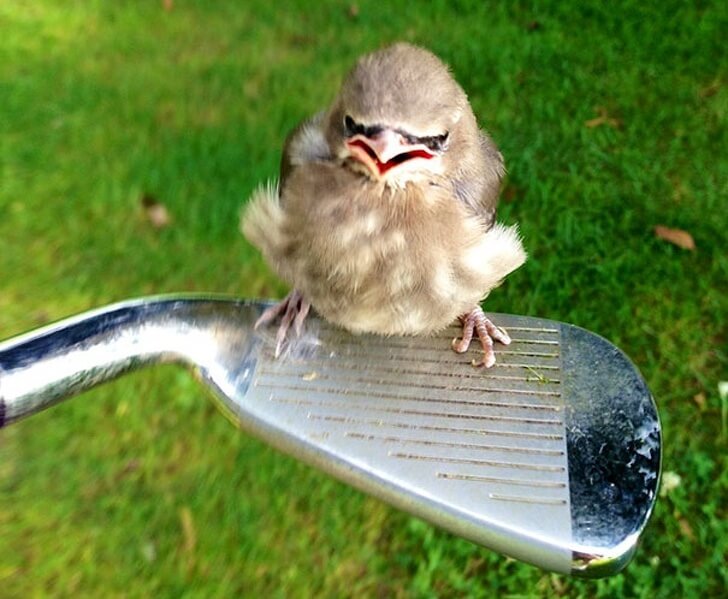 26 Adorable Pictures Of Angry Animals