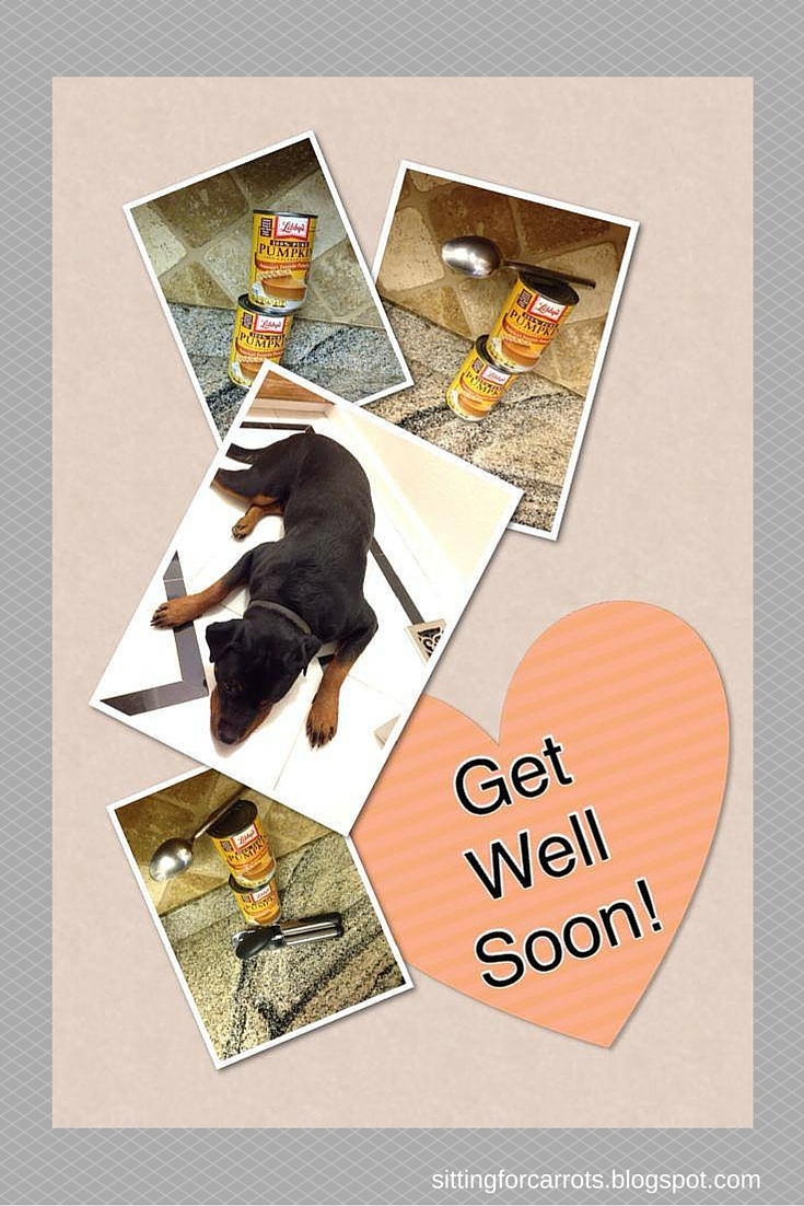 Wanna Talk About Your Dog's Diarrhea? My Pets