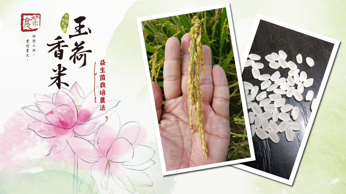 【五王糧食-好米食代】養生糙米、寶養米、台灣越光米，免洗、免浸泡，安心的優質米 哪裡買