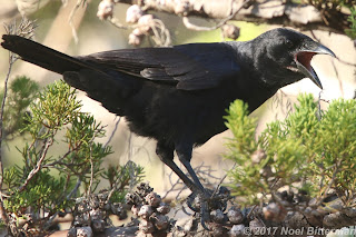 Palm Crow