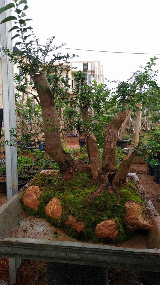 Bonsai Wahong SANCANG UNIK 
