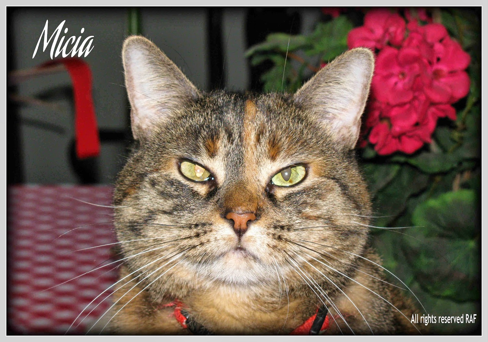 EverythingCroton EVERYTHING CROTON'S TOP CAT FOR APRIL 2014 MICIA