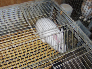 Mirabloguers: LOS CONEJOS