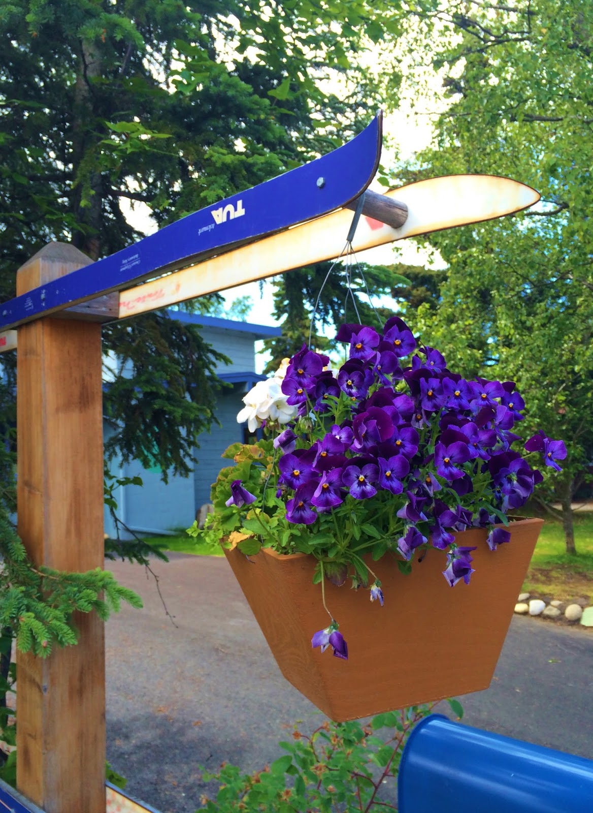 Swallowed Fly Crusades Hanging Baskets in Anchorage