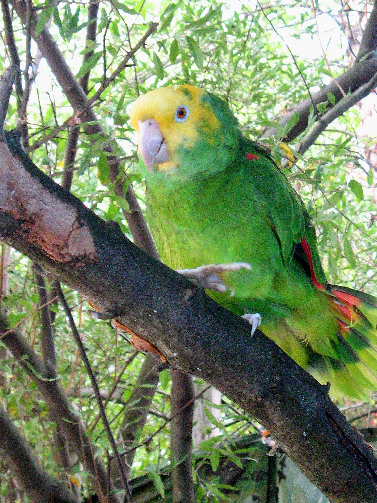 world-bird-sanctuary-avian-diseases-psittacosis