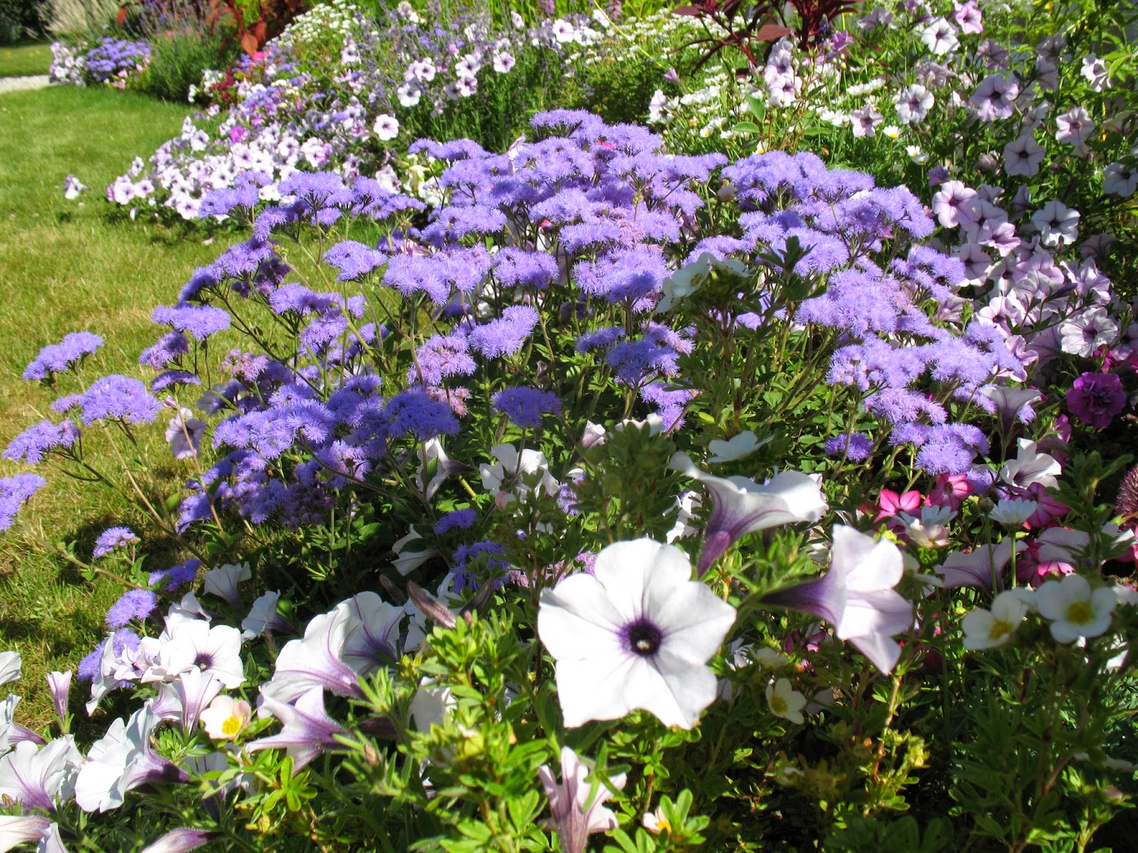 Roses du jardin Chêneland Fleurs bleues estivales