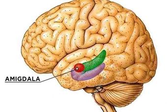 atando salud la am gdala cerebral atando salud la am gdala cerebral