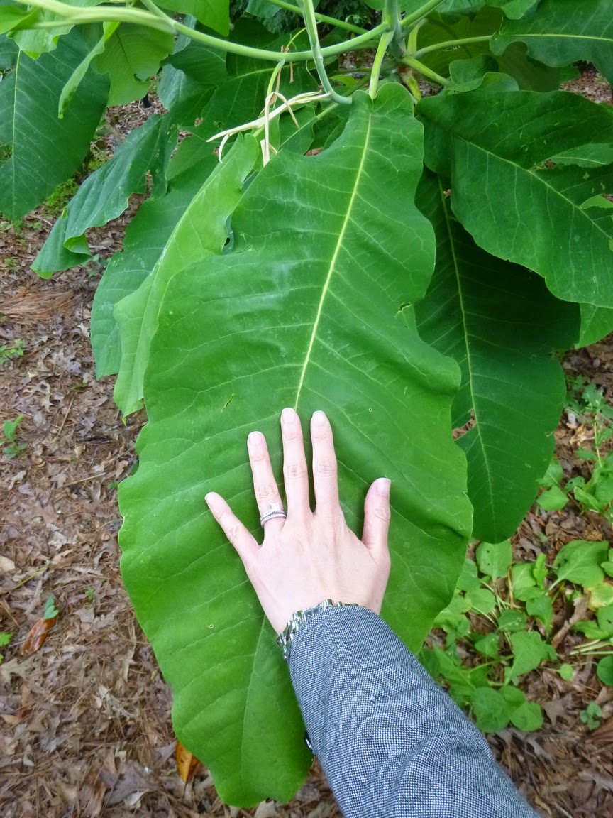 Hand and Bigleaf Magnolia Hand and Bigleaf Magnolia