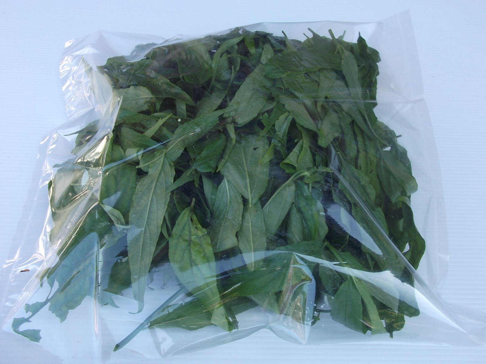 Sabah Snake Grass Dealer Singapore Where to Buy Sabah Snake Grass in