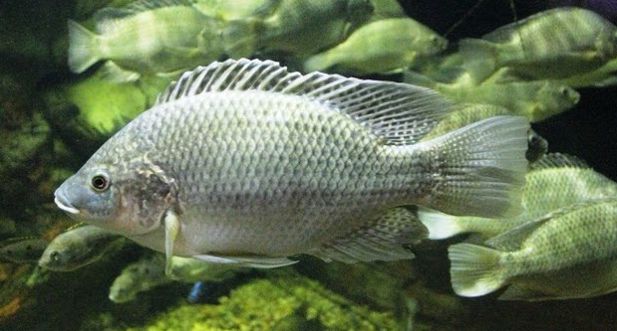 Budidaya Ikan Mujair