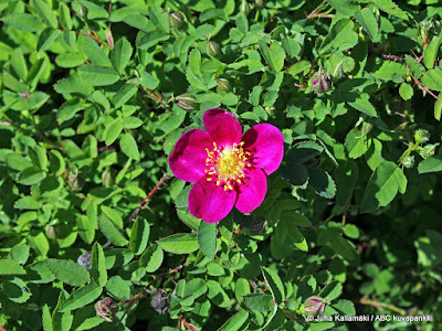 Rosa Red Nelly
