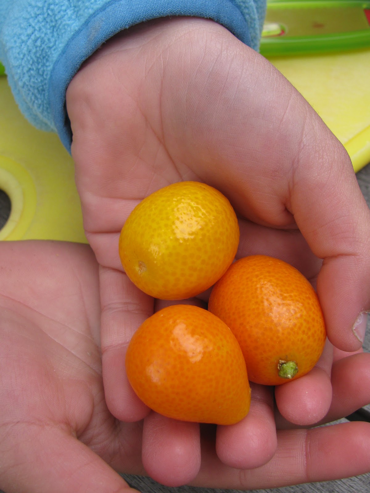 Kid Cultivation Operation Kumquat