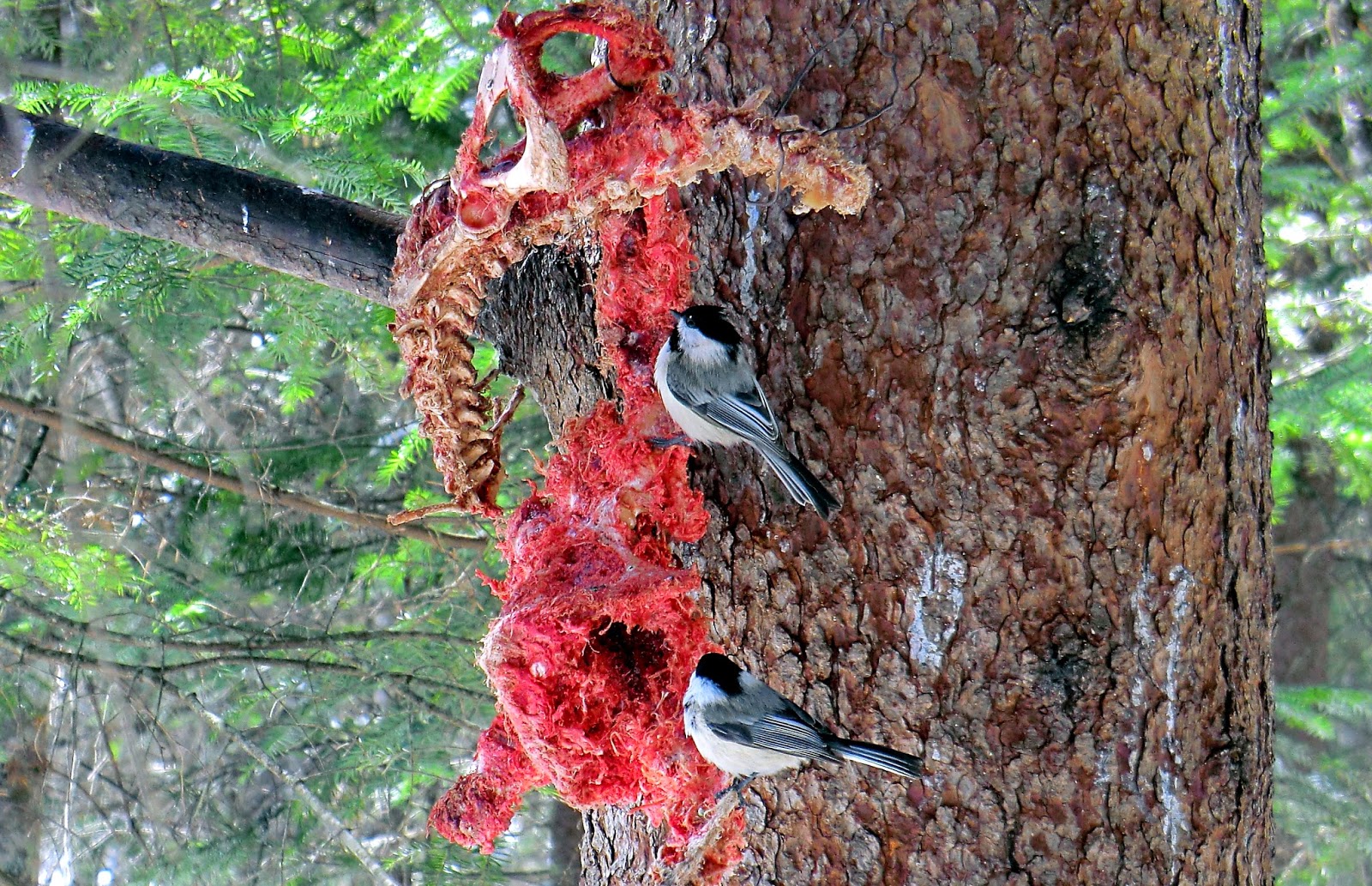 1HappyHiker Chickadee Surprise at Victory Basin Wildlife Management