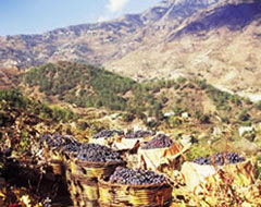 Сбор винограда 