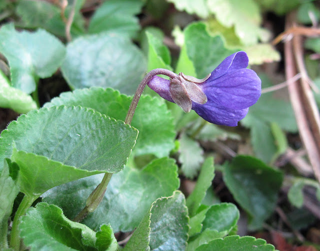 Sweet Violet, Viola odorata.  Dark-violet-flowered variety. One Tree Hill, 17 March 2012.
