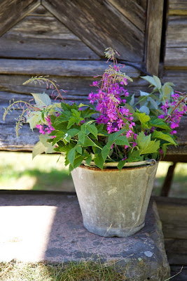 Волшебный домик Лив