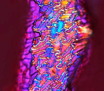  Red pepper endocarp under polarizing microscope, Infinity X-32 camera. PHOTO: Dr. Robert Rock Belliveau