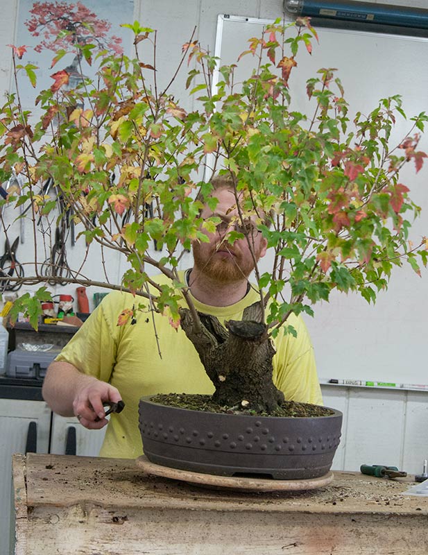 Walter Pall Bonsai Adventures Int. Bonsai Academy in Michigan 2