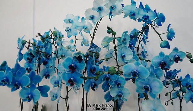 Meu Cantinho Verde: PHALAENOPSIS AZUL - Orquídea Azul