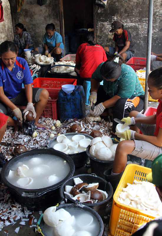 Mengopek daging kelapa Mengopek daging kelapa