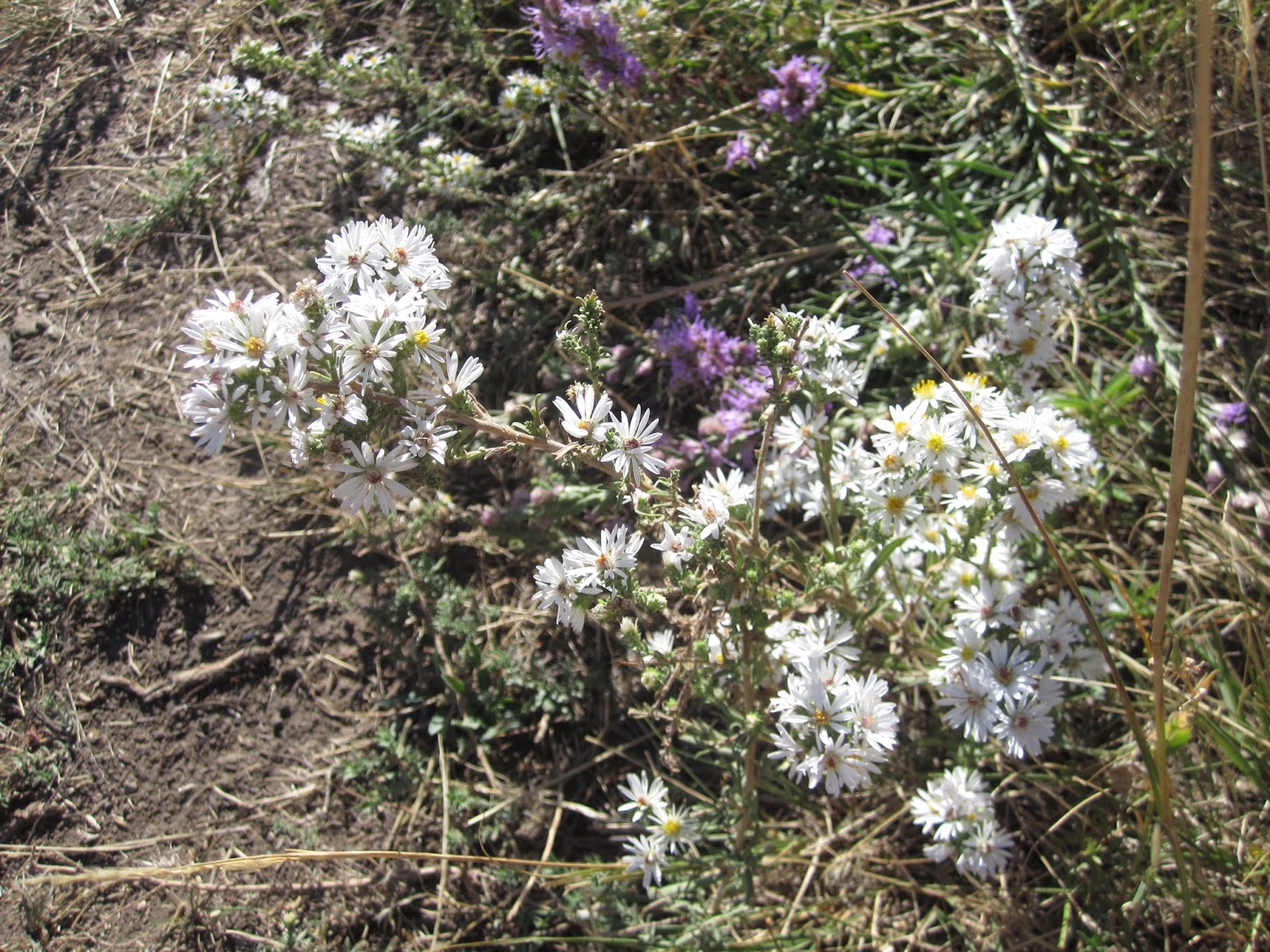 Innie Me Colorado Wildflowers White