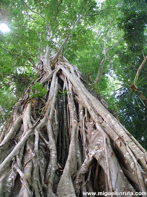 Ficus-Altissima-Angkor-Camboya