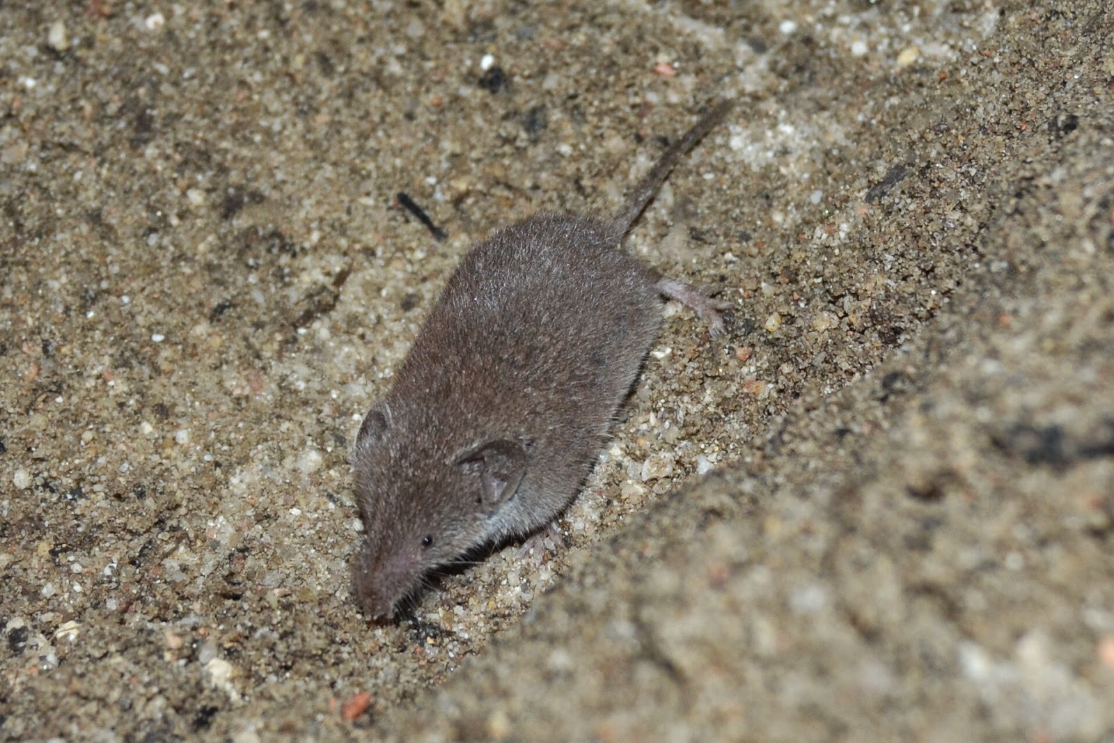 Amantes de la ornitología: Musaraña gris