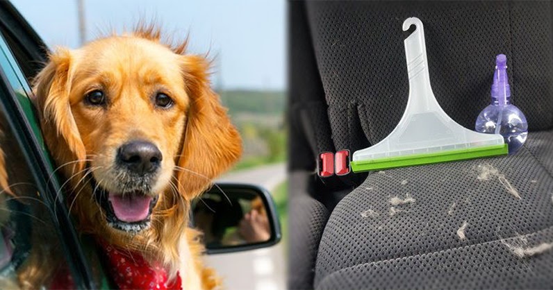 How To Easily Get Dog Hair Out Of Car Carpet 5 Best